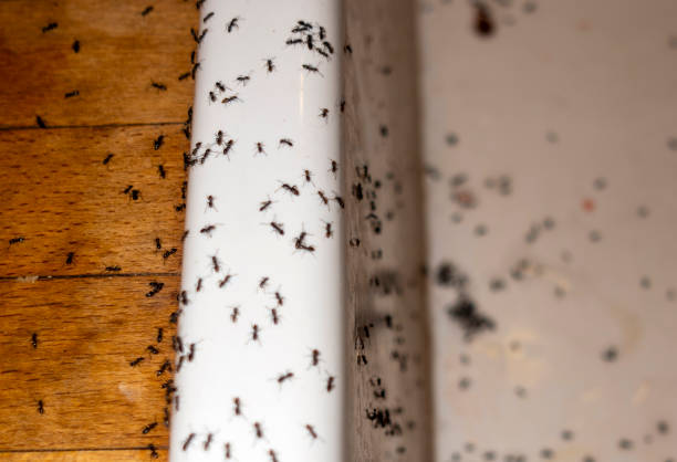 Best Pest Control Treatment  in Meadville, PA